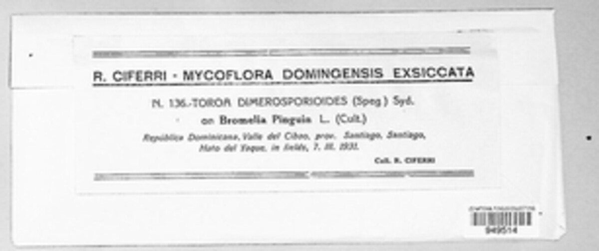 Toroa dimerosporioides image
